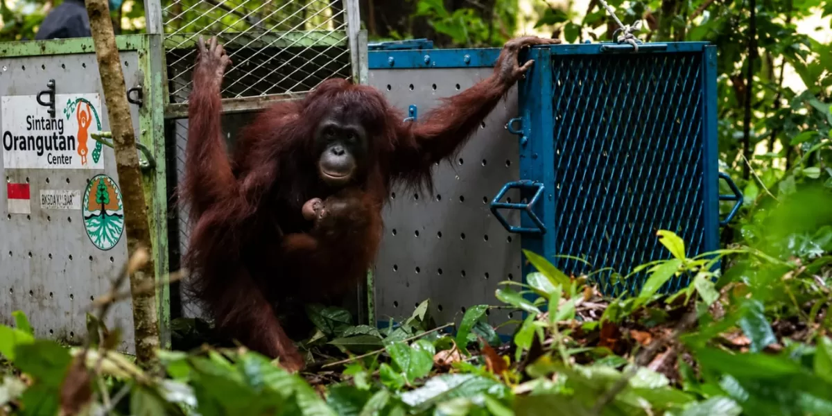 Satu dari lima orangutan Kalimantan hasil rehabilitasi dilepasliarkan ke habitat alaminya di kawasan Taman Nasional Betung Kerihun, Kabupaten Kapuas Hulu, sebagai bagian dari upaya memperkuat populasi satwa liar dan mendukung target Indonesia FOLU Net Sink 2030.  (BKSDA Kalbar)