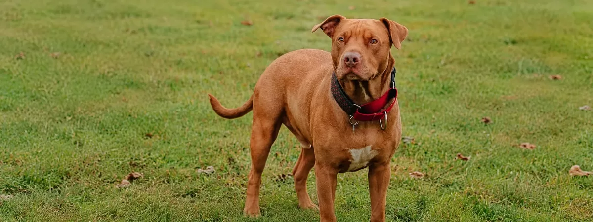 Foto ilustrasi: Kasus anjing pitbull menyerang seorang anak di Kabupaten Bandung hingga sebabkan luka parah. (Unsplash/carolineziem)