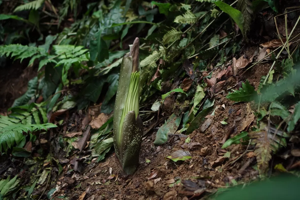 Bunga Bangkai Amorphophallus Titanum Segera Mekar di Kebun Raya Bogor (dims / jurnalmetropolitan.com)