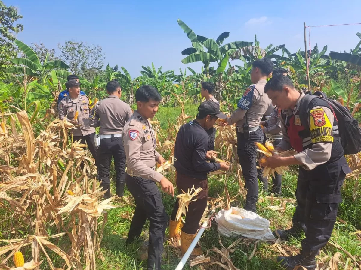 Dukung Ketahanan Pangan Nasional, Sat Lantas Polres Bogor Panen Jagung Bersama Warga dan Petani (Dims / jurnalmetropolitan.com)
