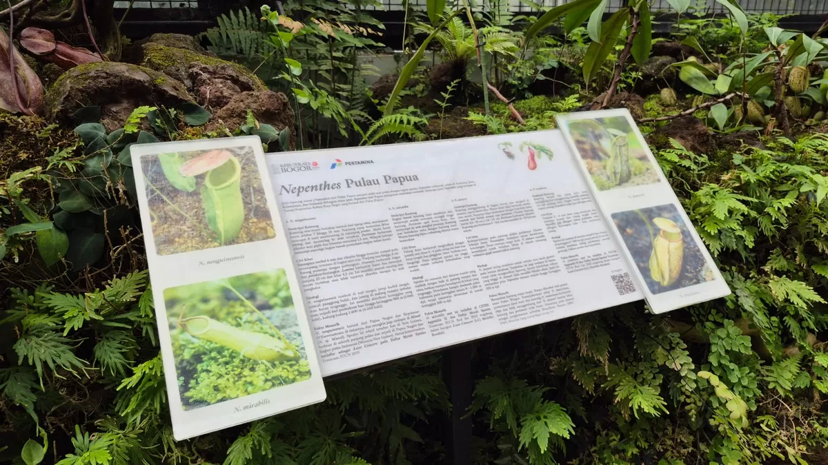 Beraksi Dua Kali, Pencuri Tanaman Langka di Kebun Raya Bogor Ditangkap