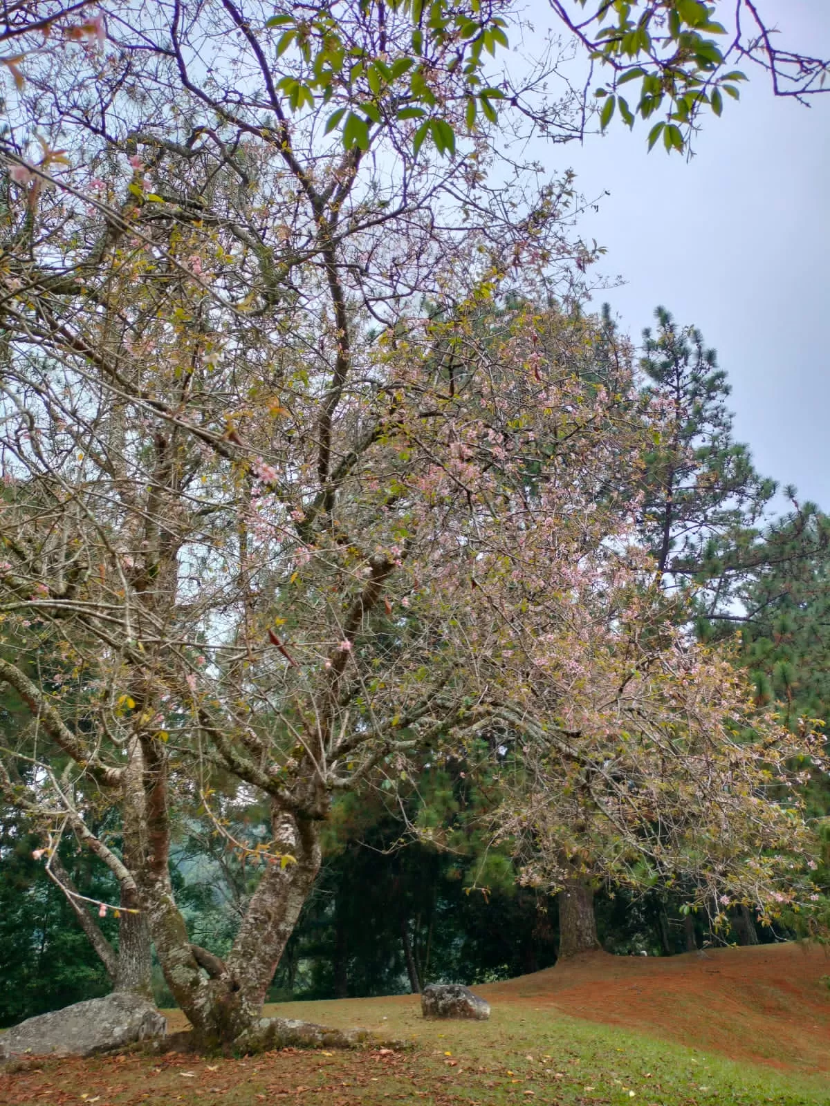 Pesona Sakura Bermekaran, Kebun Raya Cibodas Tawarkan Panorama Alam yang Menawan (Dims / jurnalmetropolitan.com)