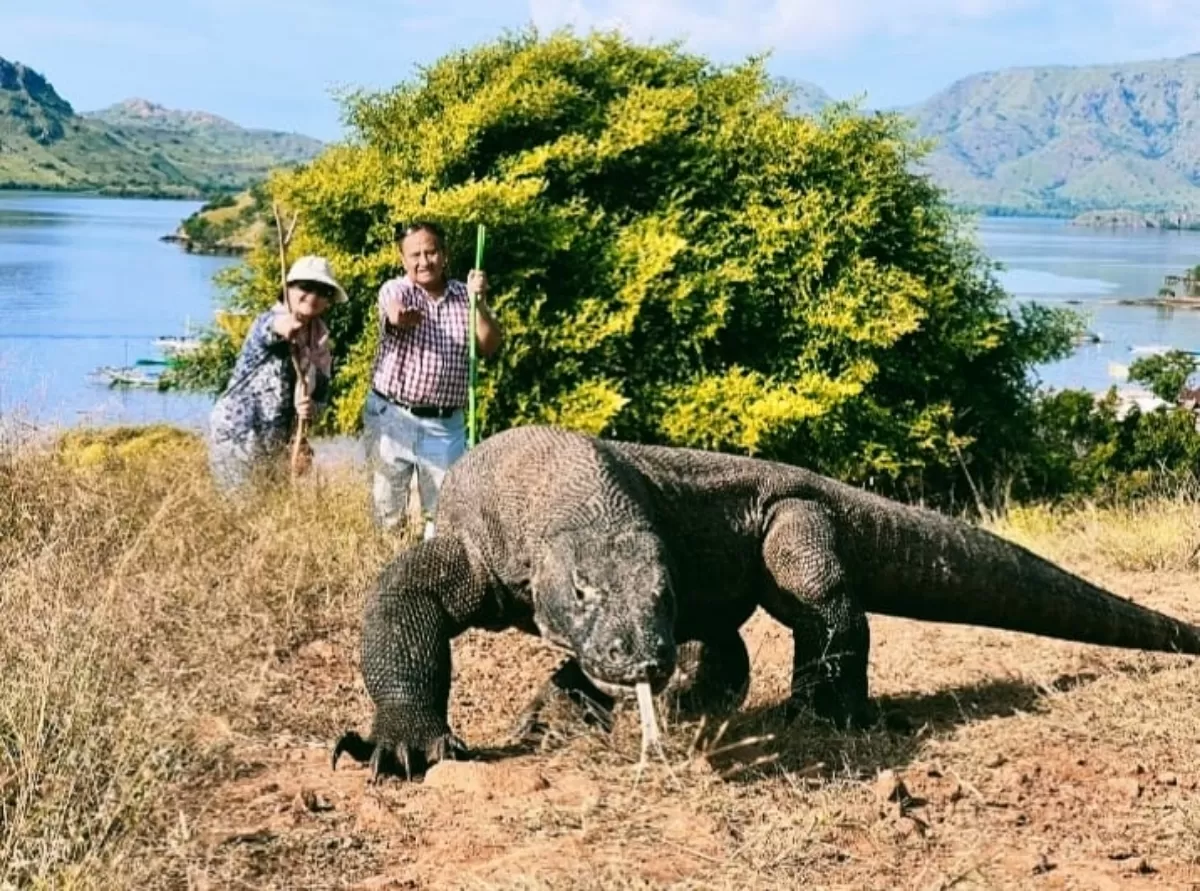 Mengapa Warna Merah Dilarang Dipakai Pengunjung Pulau Komodo, Simak ...