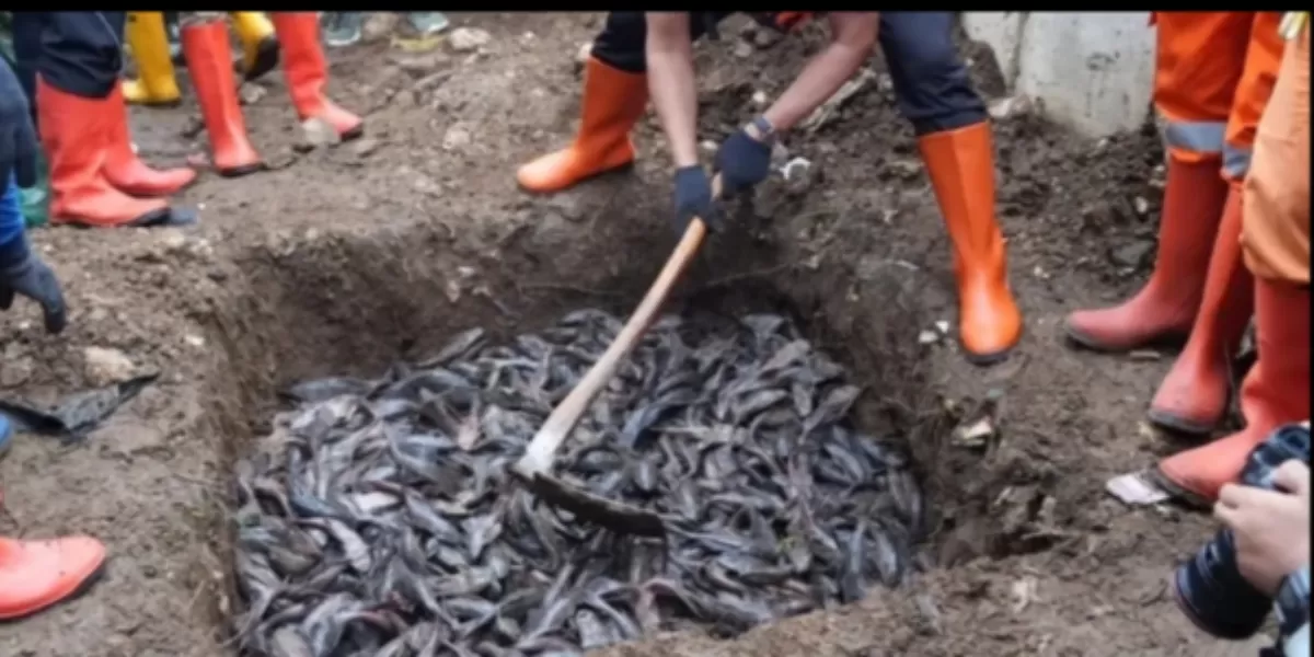 MUI Sebut Ikan Sapu-sapu Dikubur Hidup-hidup Tak Sesuai Prinsip Islam, Pramono Janji Bakal Ada Penyesuaian (Instagram/kotajakartatimur)