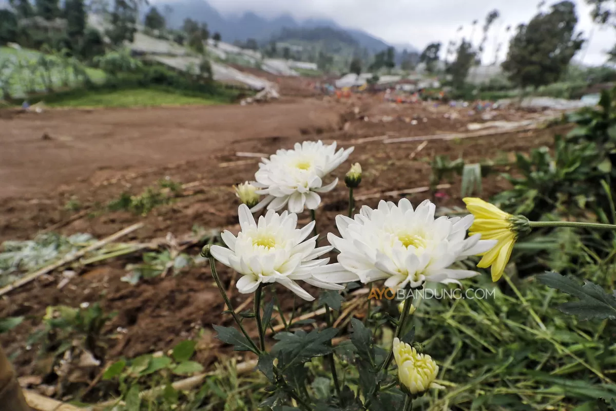 Tim SAR gabungan melakukan pencarian korban bencana tanah longsor hari ketiga di Pasirlangu, Kabupaten Bandung Barat (Ayobandung.com/Irfan Al-Faritsi)