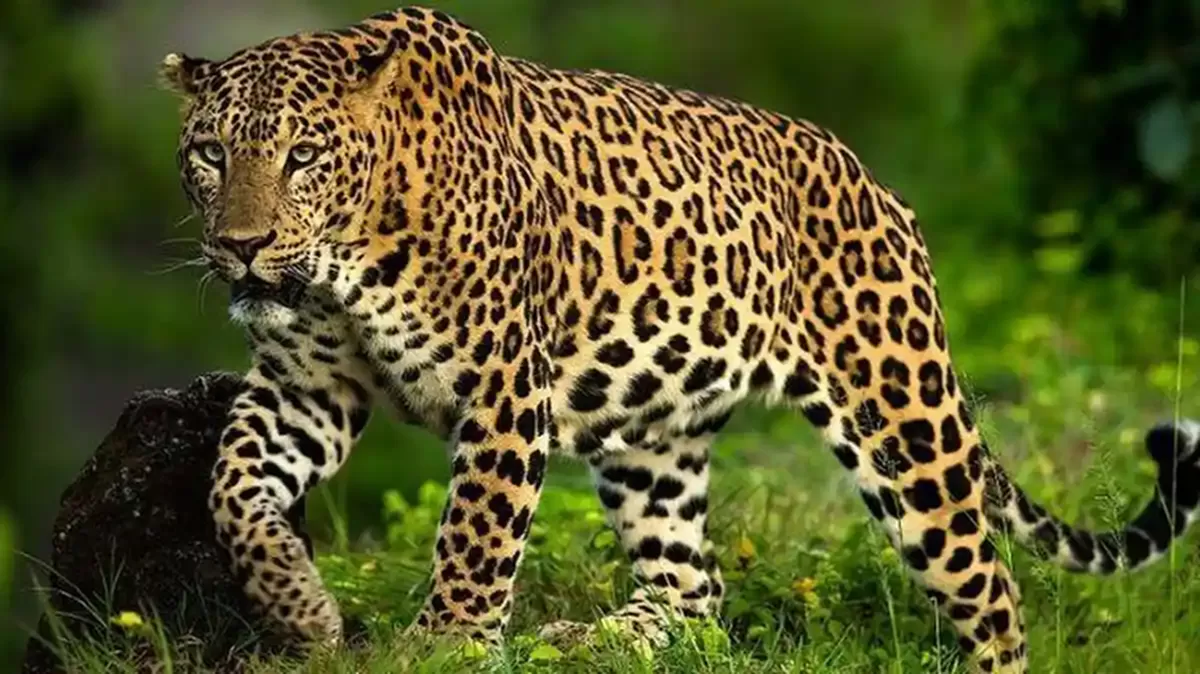 Macan tutul jawa (Panthera pardus melas)  (Dok. Pinterest)