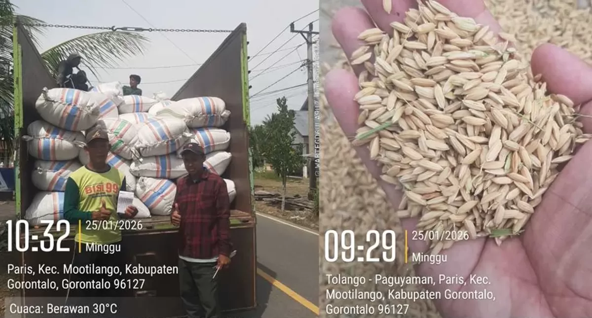 Hasil Panen Warga Lokal di Beli Bulog Sulutgo (Dok. Istimewa)