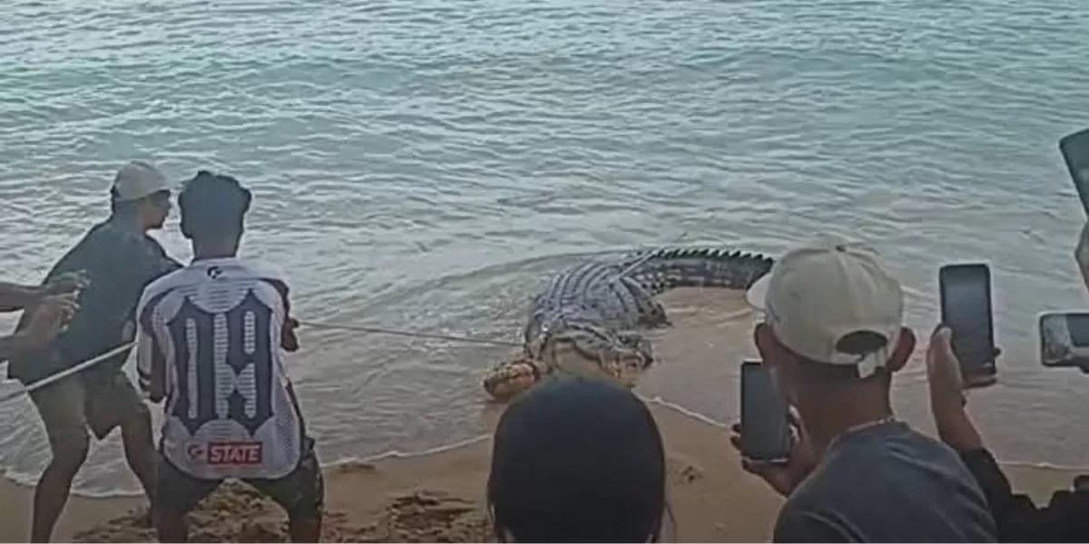 Buaya Berhasil Ditangkap di Kombi