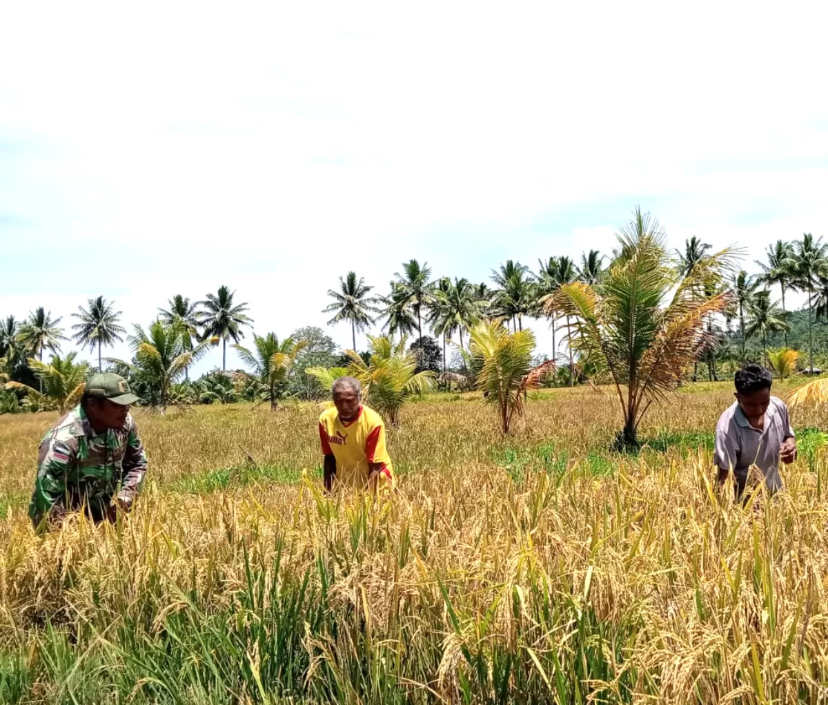 Babinsa Desa Ambela, Sertu Markus R, turut hadir dan aktif membantu proses panen bersama petani ( Istimewa) (Pendim 1312/Talaud)