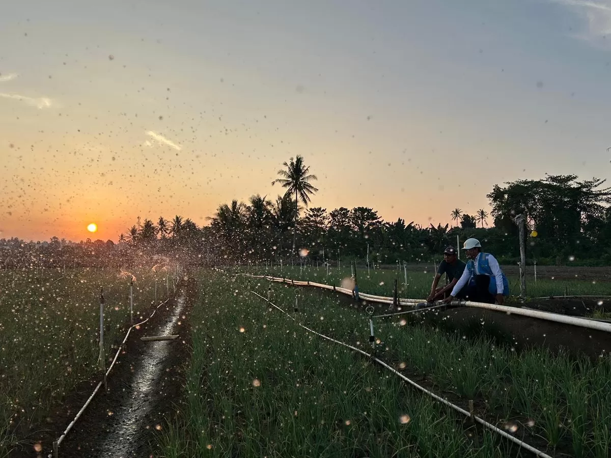 Melalui listrik PLN, produktivitas dan efisiensi para petani bawang di Desa Telle, Kabupaten Bone, Sulawesi Selatan semakin meningkat. Kehadiran energi listrik yang andal dan terjangkau berdampak positif bagi daya beli masyarakat dan pertumbuhan ekonomi nasional. (Dok. PLN)