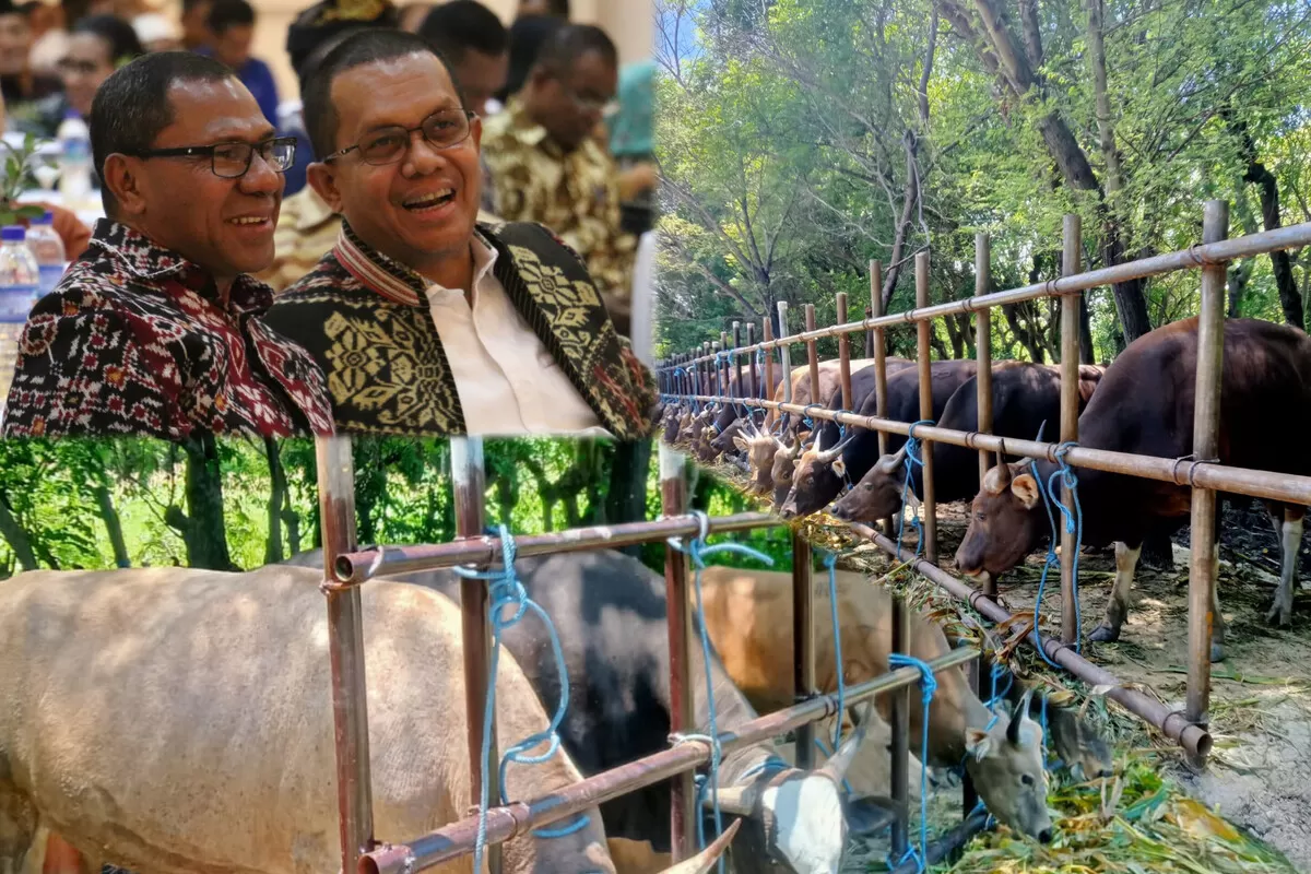 Sapi Timor Mandeknya SK Kuota Sapi 2026, Gubernur NTT Dinilai Abaikan Nasib Rakyat ...