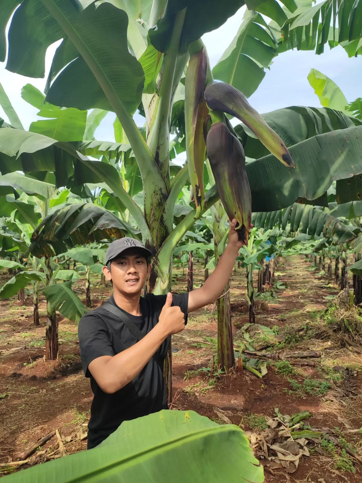 Poto petani Pisang Cavendish