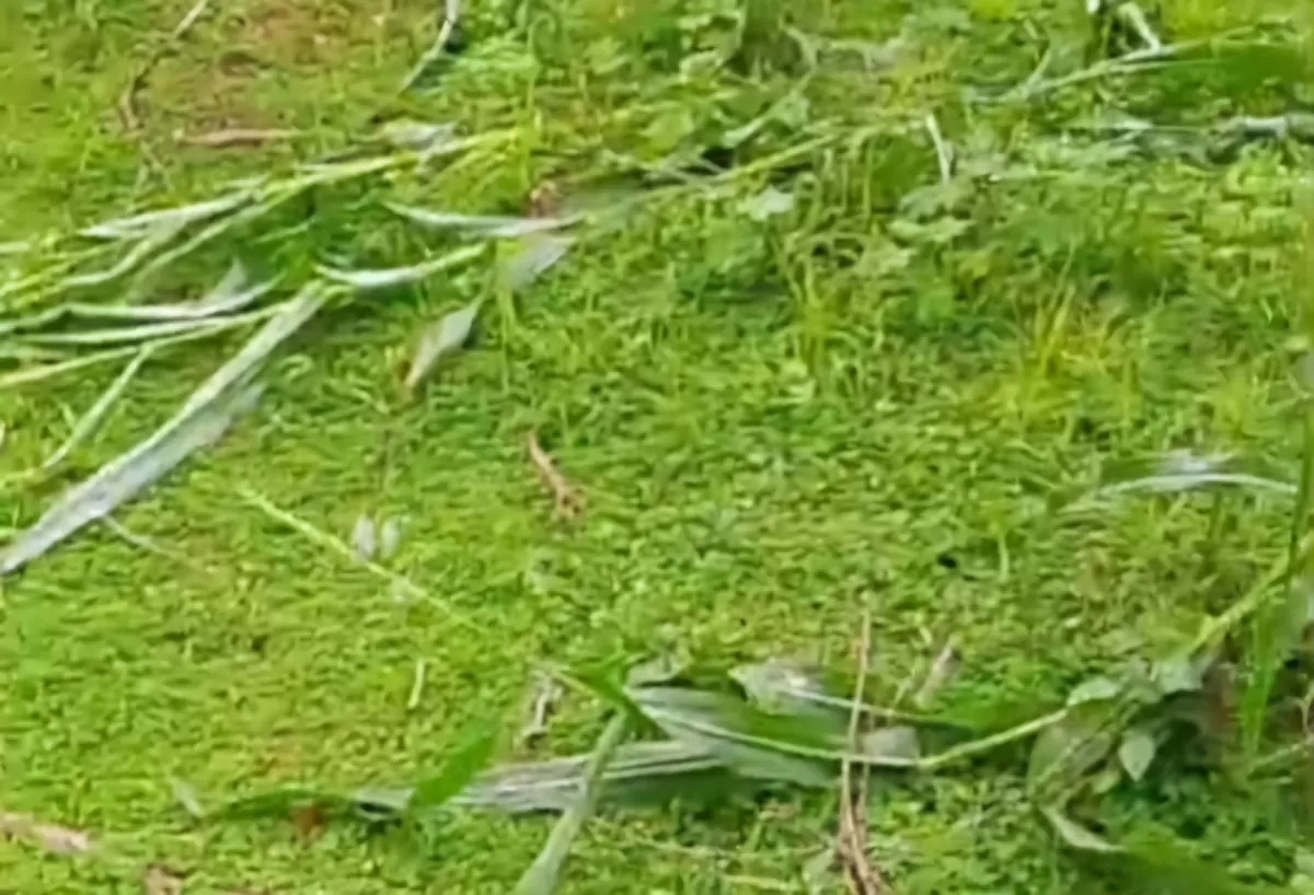 Sengketa tanaman jagung di Karassing memunculkan keberatan pemilik kebun, sementara Kades rencana mediasi dan ganti rugi Rp500 ribu. (Dok.MetroSelebes.com/Arifuddin)