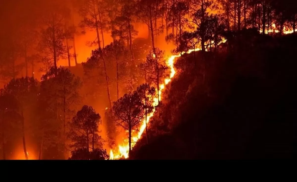 BPBD mencatat 413 titik karhutla dengan luas 936,95 hektare terbakar di Kalimantan Timur hingga 19 Agustus 2026. (Dok.Instagram@kaltim today.co)