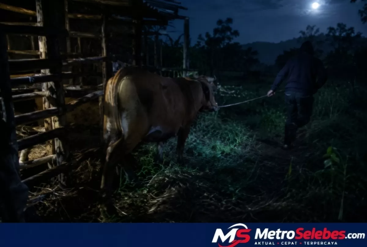 FOTO: Ilustrasi sapi ternak milik warga. Maraknya laporan kehilangan ternak di sejumlah wilayah Bulukumba memunculkan usulan pemasangan CCTV di batas desa. (Dok.Metroselebes.com/ilustrasi)
