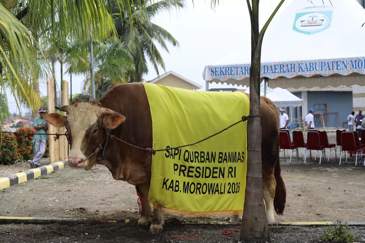 Tampak Pahing, Sapi Presiden untuk dijadikan hewan kurban di Morowali  (Morowalikab )