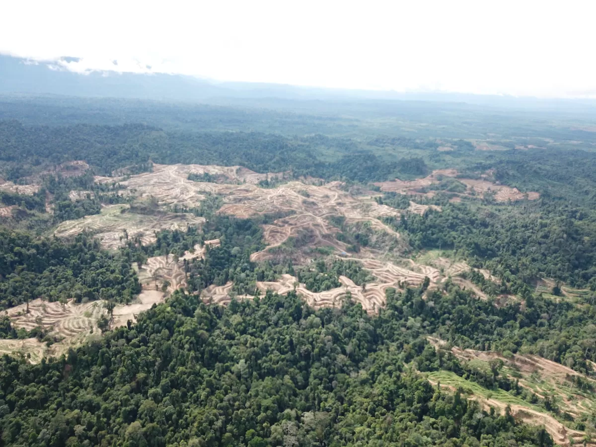 Deforestasi Aceh Timur (Dok. RAN)