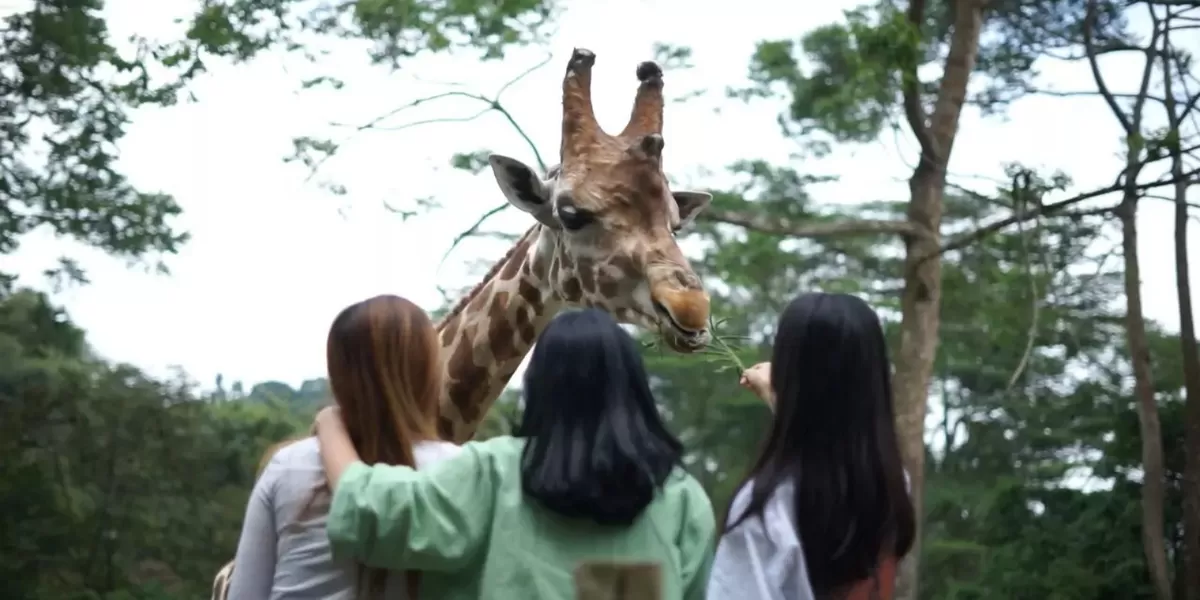 Taman Safari Indonesia membuka lowongan untuk posisi Brand Activasion dan Public Relations. (tamansafari.com)