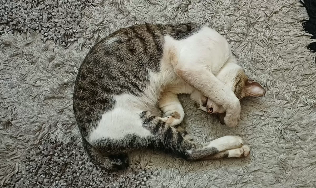 Ada 20 gestur kucing yang perlu kamu pahami agar bisa memberi respon yang tepat. (Sigit Triwahyu)
