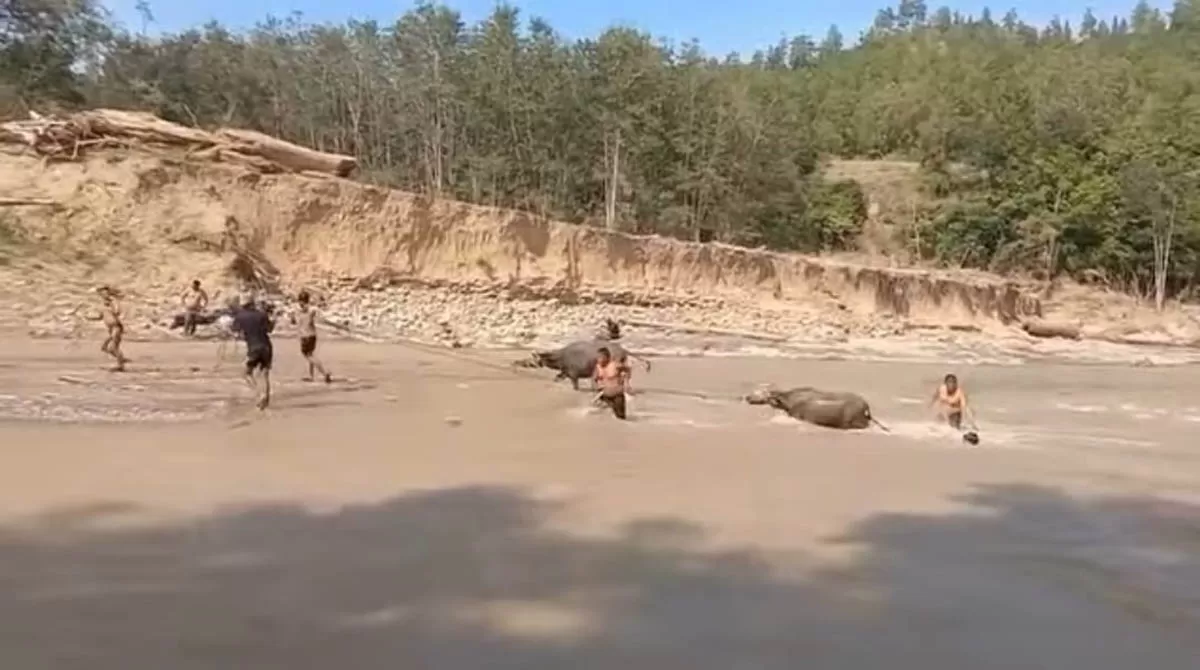 Persiapan tradisi Daging Meugang di Wih Dusun Jamat, Kecamatan Linge, Aceh Tengah. (Instagram/serta_lia_gali)