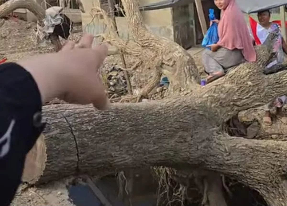 Puing kayu gelondongan yang turut terbawa arus banjir akhir November 2025. (Instagram/ummievinasution)