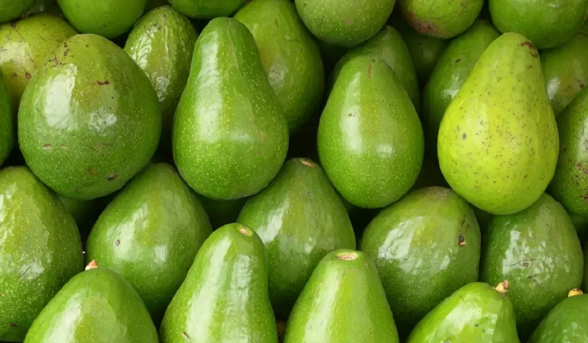 Harga alpukat mentega per Kg Januari 2026 di Jawa Timur bervariasi tergantung pada kualitas buah dan lokasi penjualannya.