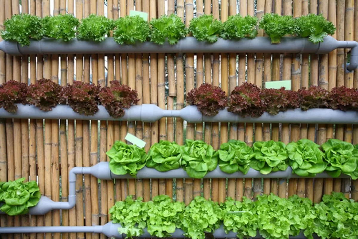 Cara Memulai Homesteading di Kota, Gaya Hidup Mandiri yang Makin Digemari. (Shutterstock)