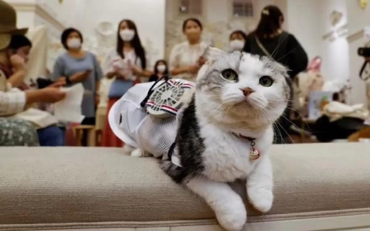 Viral konten kucing Briella menuai kritik tajam warganet.