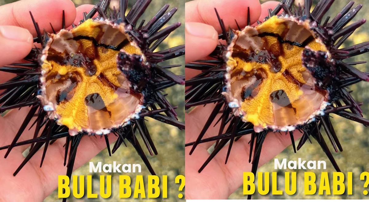 Bulu Babi Halal atau Haram? dan Bagaimana dengan Root Beer?
