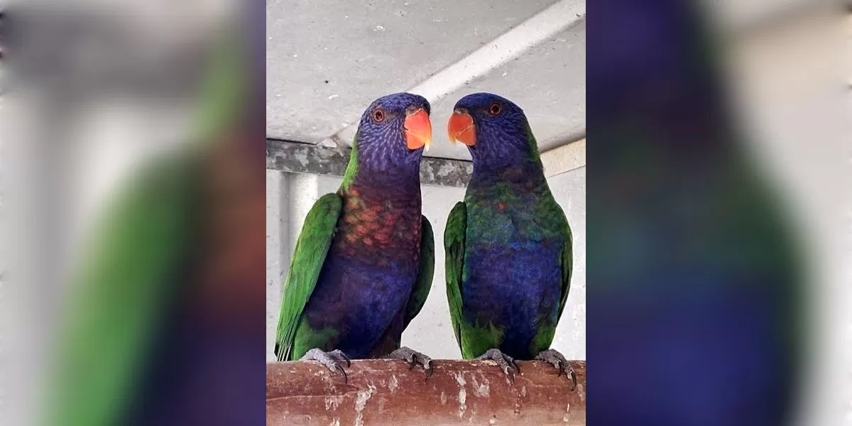 Burung langka Blue-fronted Lorikeet ditemukan lagi di Pulau Buru (Pinterest)