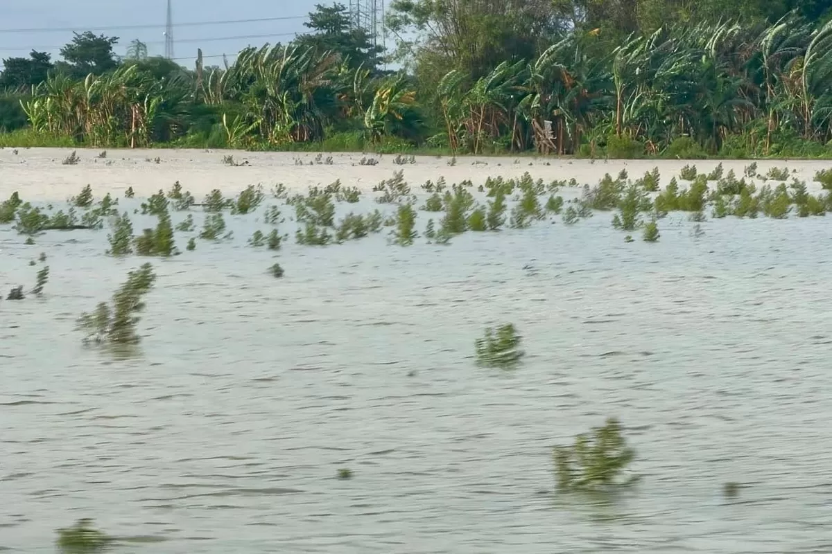 Petani Terdampak Banjir di Jateng Dapat Angin Segar, Asuransi Segera Dibayarkan