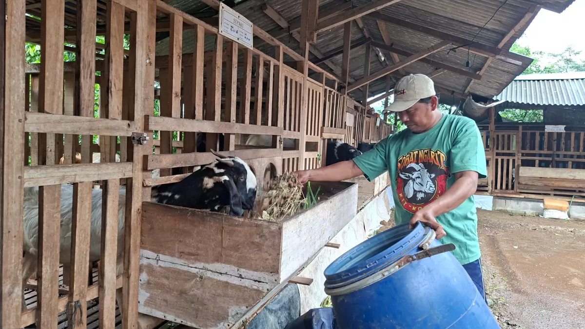 Salah satu peternak kambing Jawa Randu di Jepara sedang memberi pakan, Kamis (29/1/2026) (Istimewa for Pantura Network)