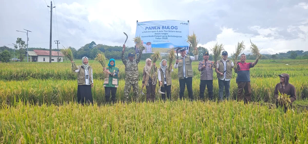 Bulog Siap Tampung Gabah Panen Padi Inpari 32 Desa Truko, Mendukung Ketahanan Pangan Nasional 