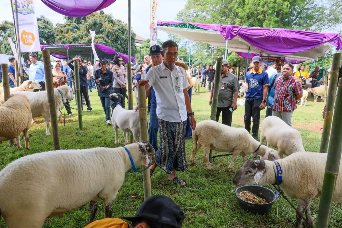 Kontes Ternak dan Jambore Inseminator 2026 Meriah, Ketahanan Pangan Kian Menguat