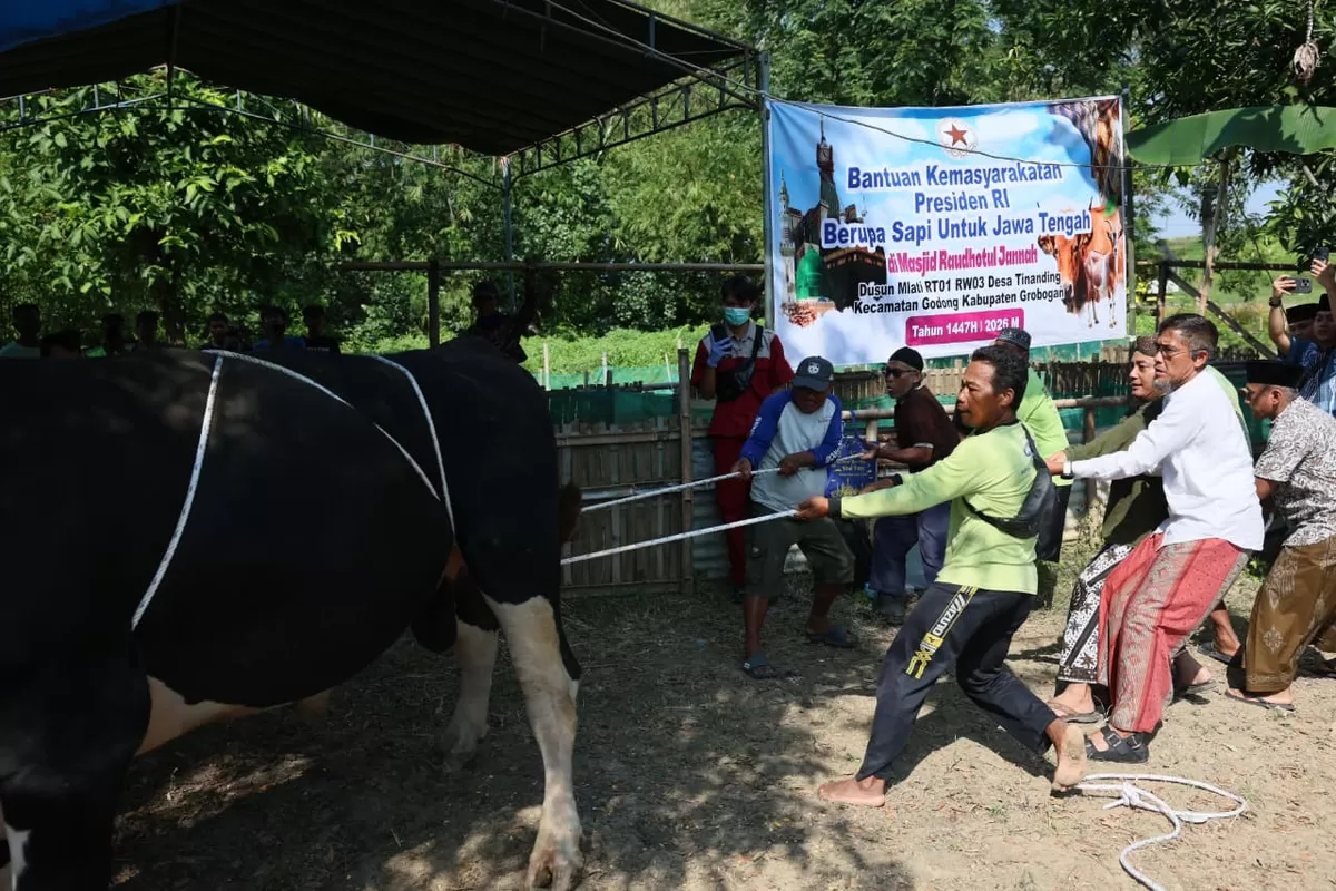 Warga Tinanding Grobogan Terharu Terima Sapi Kurban Presiden Pascabanjir Sungai Tuntang