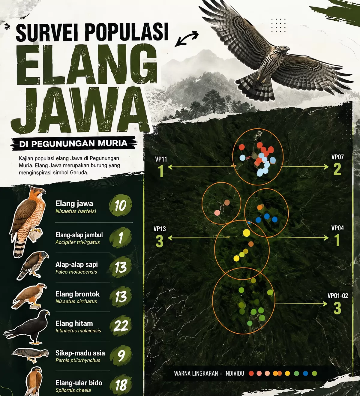 Hasil survei populasi burung pemangsa langka di Lereng Gunung Muria, belum lama ini. (Istimewa for Pantura Network)
