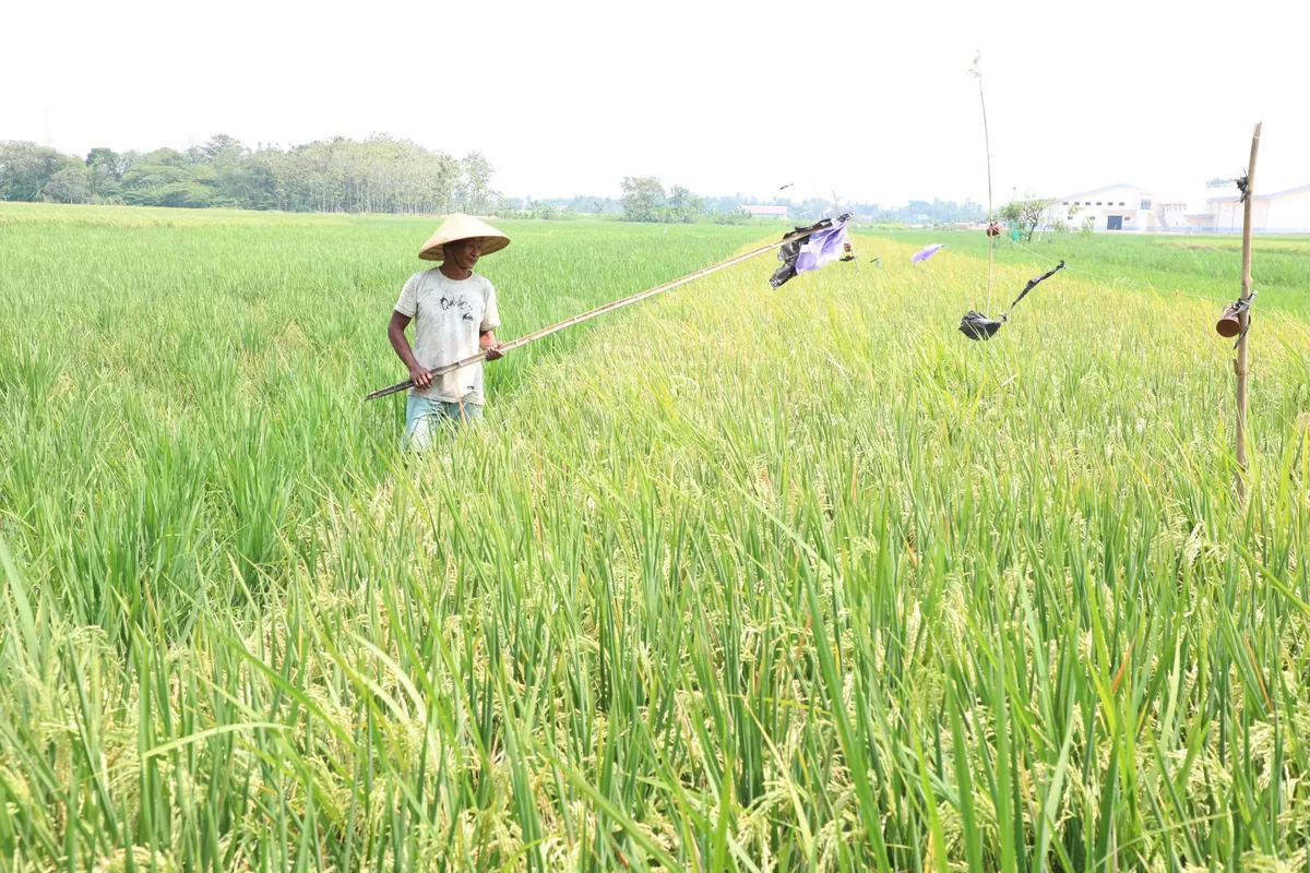 Air Mengalir, Biaya Menyusut: Kisah Petani Pekalongan Manfaatkan Energi Surya
