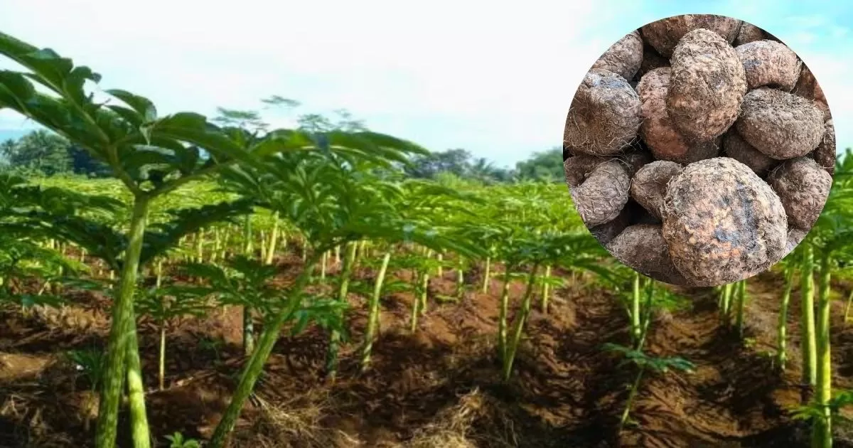 Porang menjadi komoditas unggulan bernilai tinggi yang mendukung kesehatan, meningkatkan pendapatan petani, dan menggerakkan ekonomi desa. (Firman)
