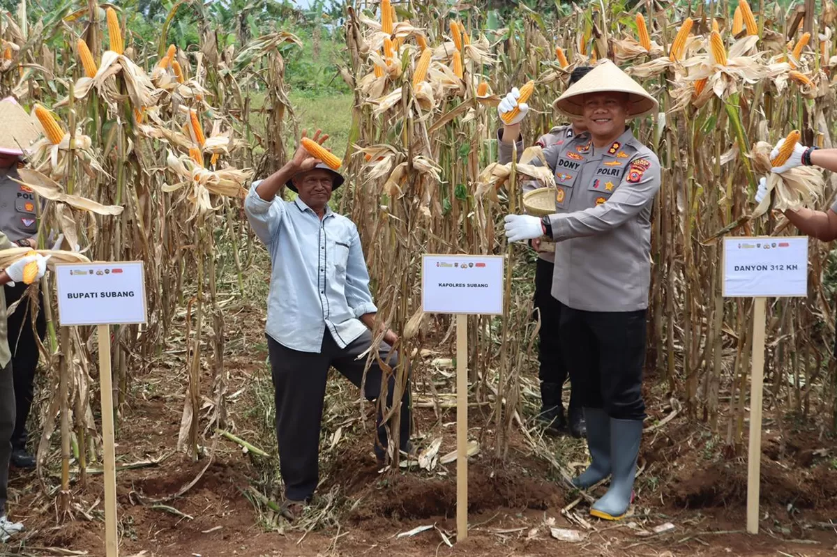 Kapolres Subang AKBP Dony Eko Wicaksono pimpin langsung panen raya jagung di Kampung Palasari, Kecamatan Ciater, Kabupaten Subang pada Kamis, 8 Januari 2026 (Dok. Istimewa)