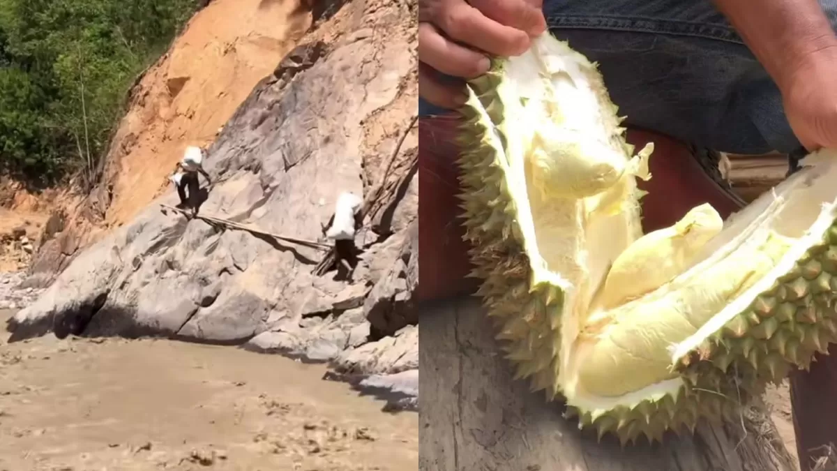 Usaha warga terisolir di Kecamatan Linge, Aceh Tengah untuk menjual durian (Instagram/serta_lia_gali)