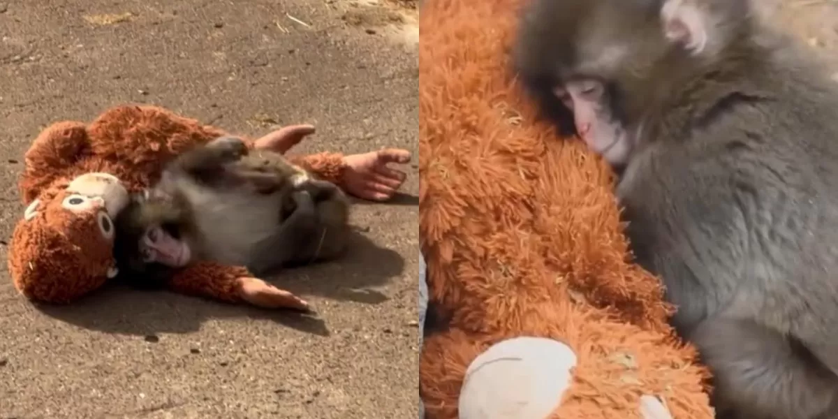 Mengintip kisah viral bayi monyet Punch yang menjadikan boneka orang utan sebagai pengganti pelukan hangat ibunya (Instagram.com/@pembasmii.kehaluan)