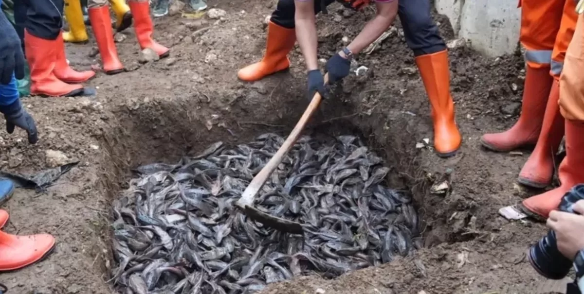 Pemusnahan ikan sapu-sapu hasil tangkapan di beberapa sungai di Jakarta dilakukan dengan dikubur (Instagram/kotajakartatimur)