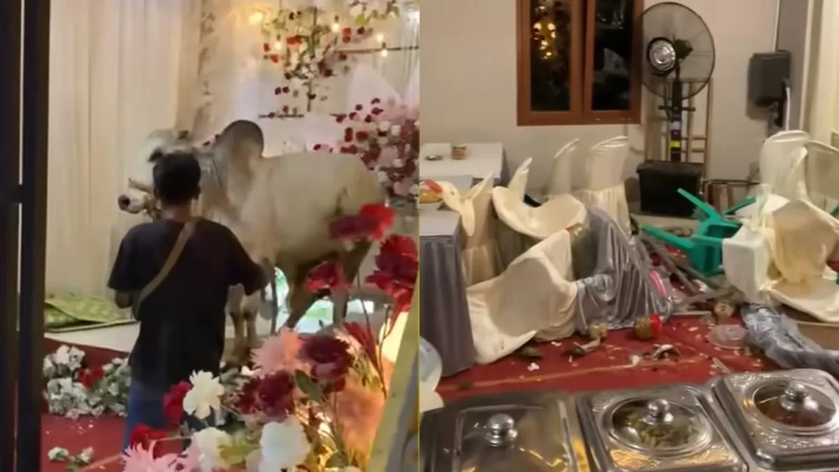 Viral sapi kurban merusak tenda pernikahan di Purwokerto, Jawa Tengah (TikTok/meiwinda75)