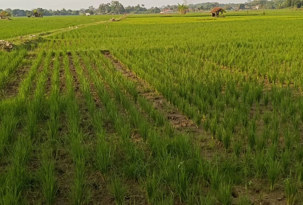 Kondisi lahan sawah di Subang mulai mengering, tanaman padi berumur 1 hingga 2 bulan terancam gagal tumbuh akibat minimnya pasokan air (Dok. Istimewa)