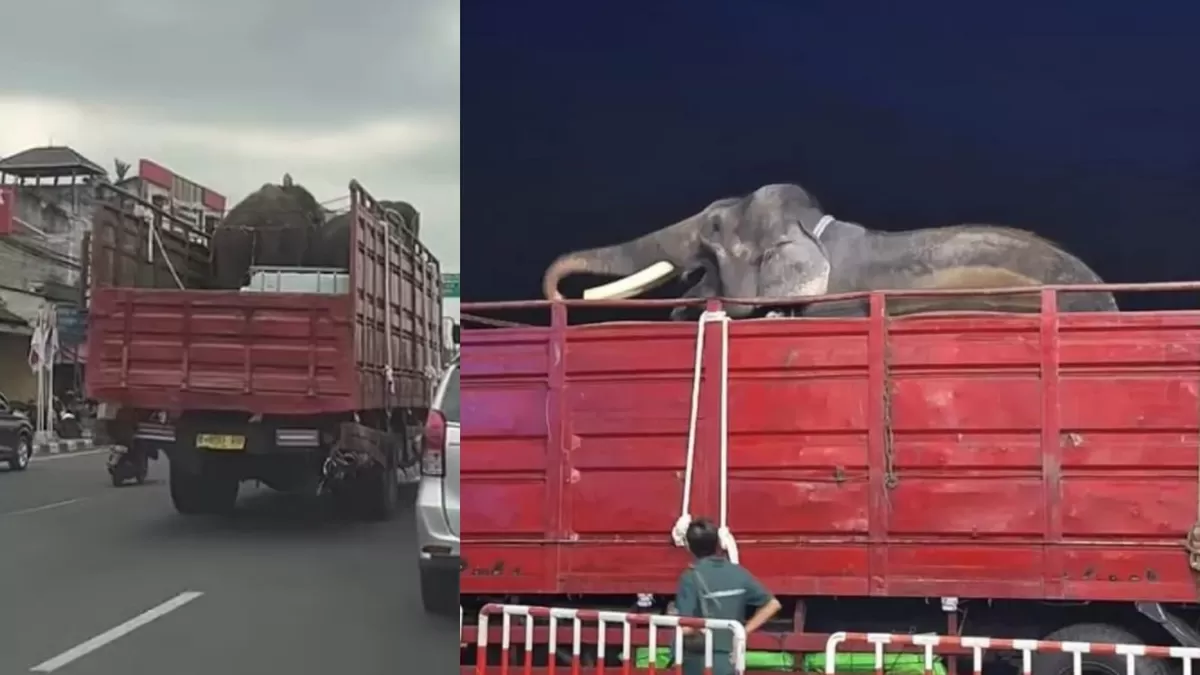 Viral pemindahan dua ekor gajah dari Jogja ke Kalimantan Timur (Threads/forgajahrahman)
