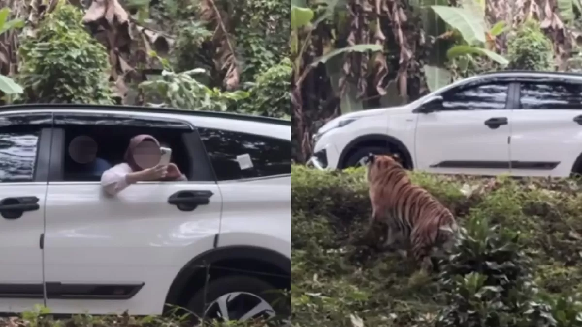 Viral pengunjung di Taman Safari Indonesia membuka kaca jendela mobil saat berada di area harimau (Threads/cahyaniis)