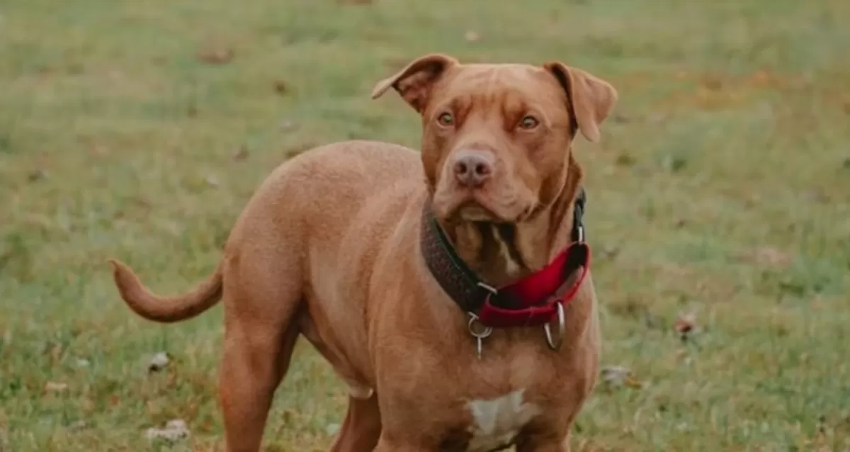 Ilustrasi - kasus anjing pitbull menyerang seorang anak di Kabupaten Bandung hingga sebabkan luka parah (Unsplash/carolineziem)