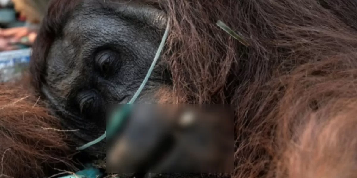 Orang Utan Kalimantan bernama Sempurna dikabarkan telah tiada usai sempat dievakuasi dari lokasi karhutla di Ketapang, Kalbar (Instagram.com/@trendingbuzz.id)