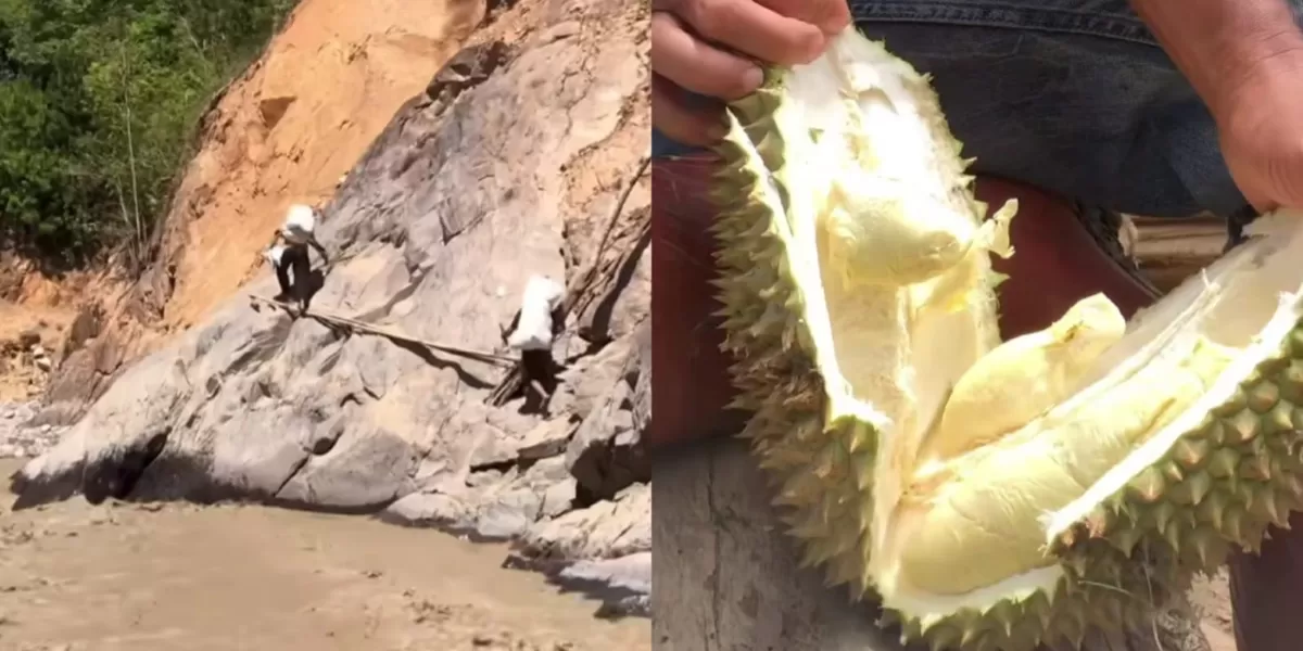 Warga Kecamatan Linge Aceh Tengah rela menempuh sungai dan tebing untuk berjualan durian di Takengon. (Instagram.com/@serta_lia_gali)
