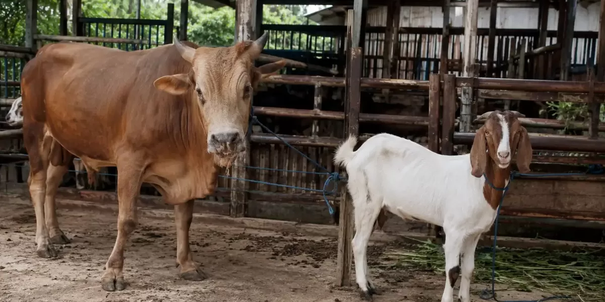 Ilustrasi sapi dan kambing Idul Adha. (Focus.co.id)
